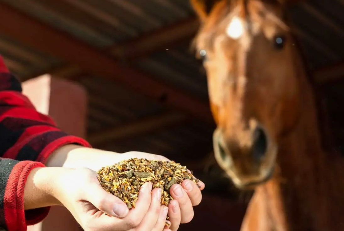 The Impact of Climate on Vitamin E and Selenium Requirements in Horses