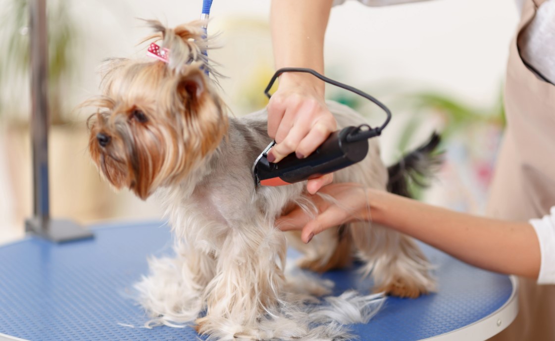 Pet Salon Hygiene Standards: What Every Pet Owner Should Know