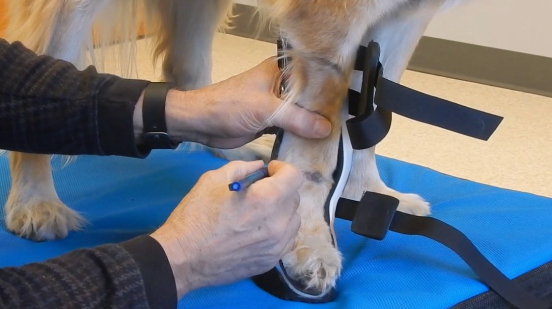 Arthrodesis of Joints in Dogs: A Comprehensive and Detailed Overview